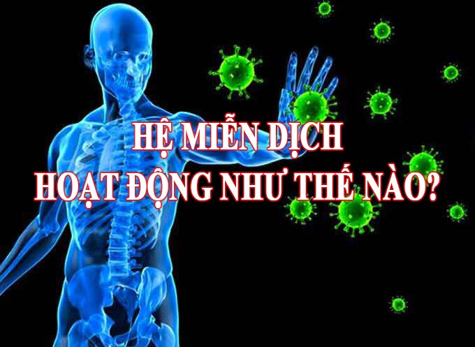 Hệ miễn dịch hoạt động như thế nào?