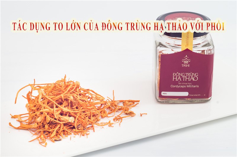 Những tác dụng to lớn mà Đông trùng Hạ thảo đem lại cho phổi của chúng ta