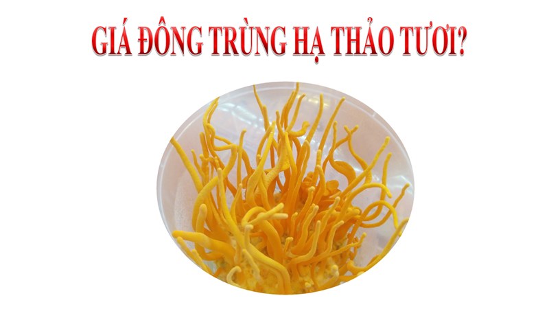Giá đông trùng hạ thảo tươi – Tashi Việt Nam