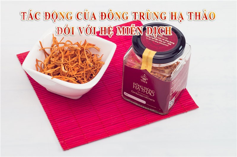 Tác động của Đông trùng hạ thảo đối với hệ miễn dịch