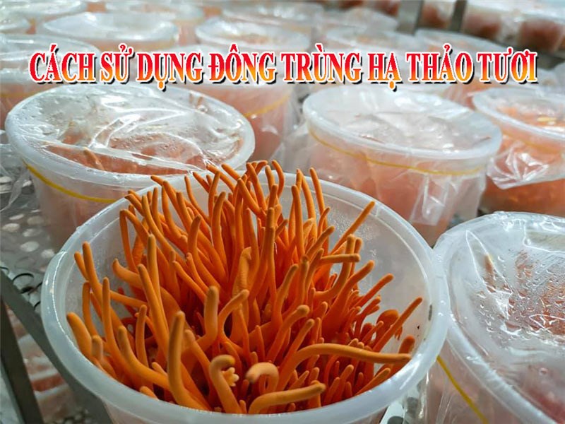 Cách sử dụng đông trùng hạ thảo tươi