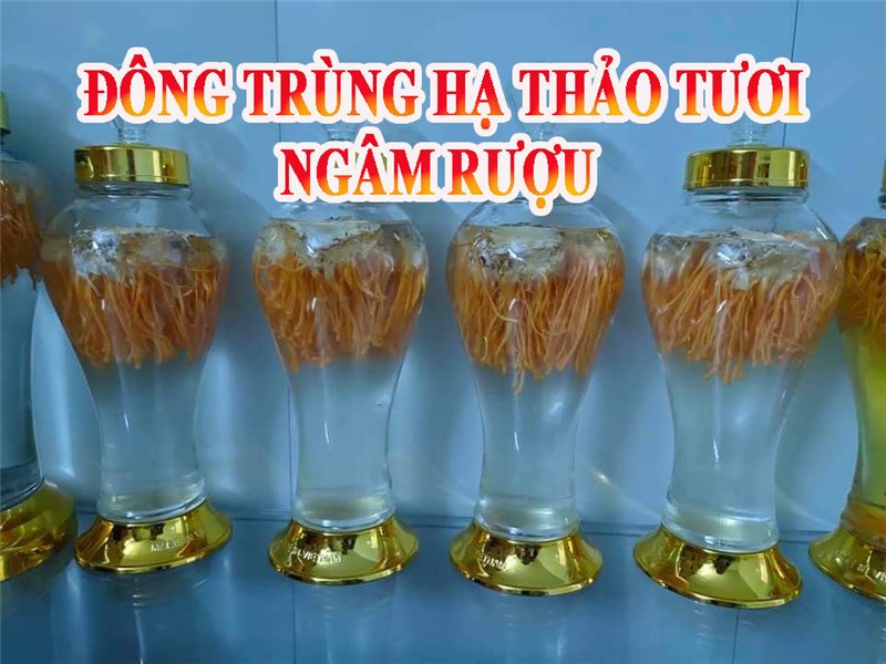 Đông trùng hạ thảo tươi ngâm rượu tốt như thế nào?