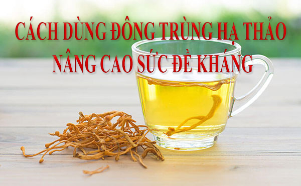 trà đông trùng hạ thảo nâng cao sức đề kháng