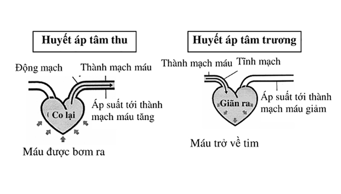 huyết tâm thu huyết áp tâm trương
