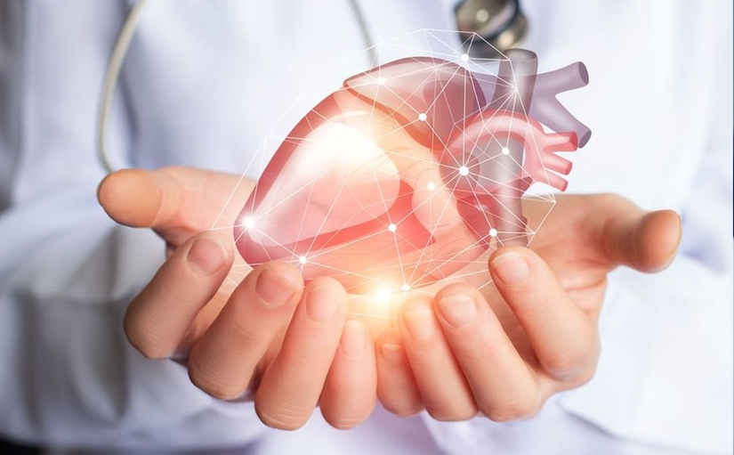 Nấm đông trùng hạ thảo có tác dụng với sức khỏe tim mạch