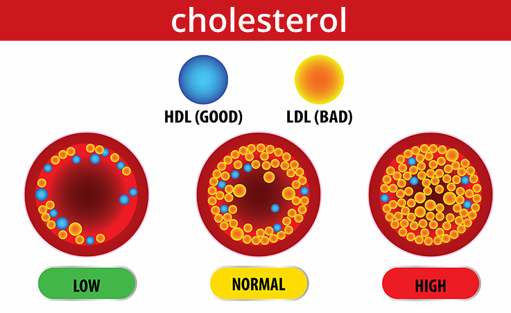 công dụng đông trùng hạ thảo giảm cholesterol xấu