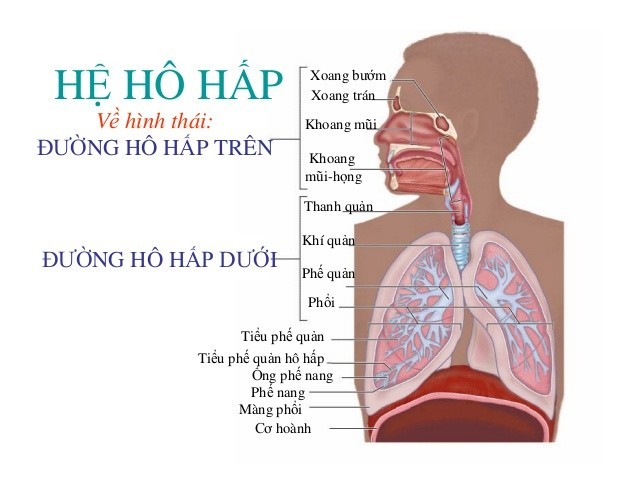tác dụng của đông trùng hạ thảo với nam giới