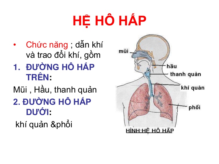 uống đông trùng hạ thảo cải thiện hệ hô hấp