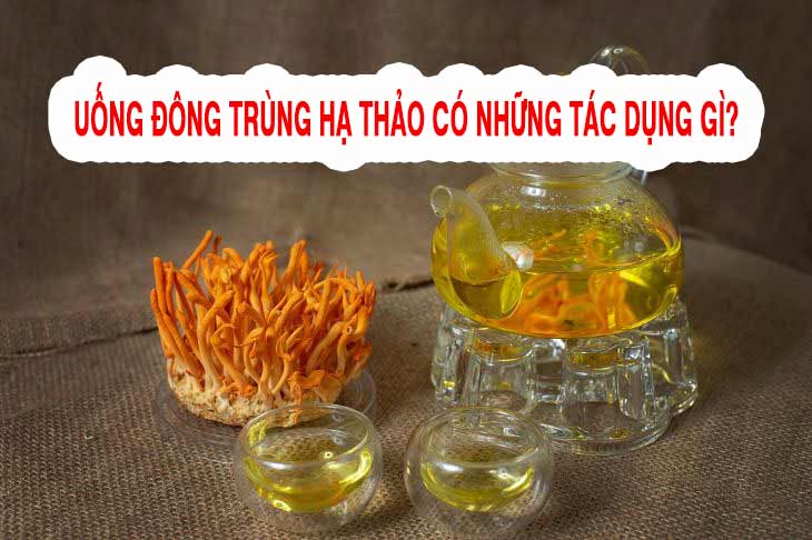  Uống đông trùng hạ thảo có những tác dụng gì
